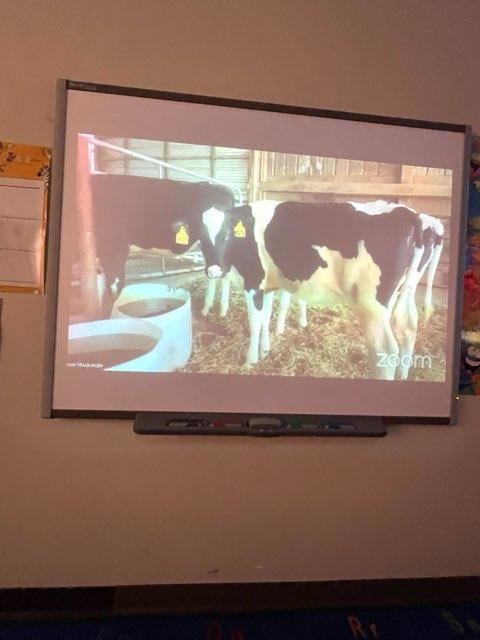 Projector screen showing two cows in a barn.